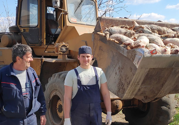 У Фаркаждину дневно угине од 40 до 45 свиња, недостаје храна